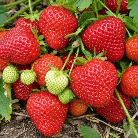 Strawberry Elsanta 1