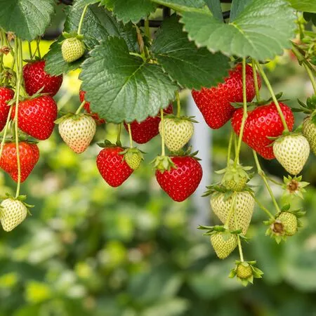 Strawberry Elsanta 3