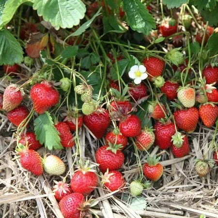 Strawberry Symphony 2