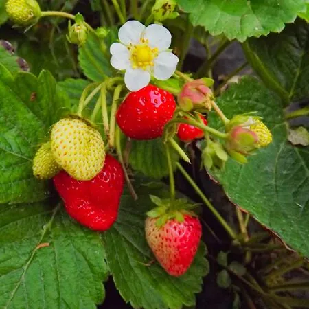 Strawberry Symphony 3