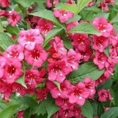 Weigela Bristol Ruby 2