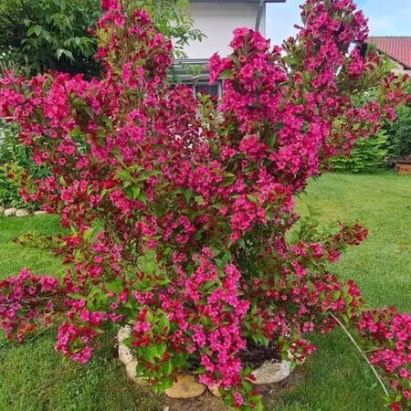 Weigela Bristol Ruby 3