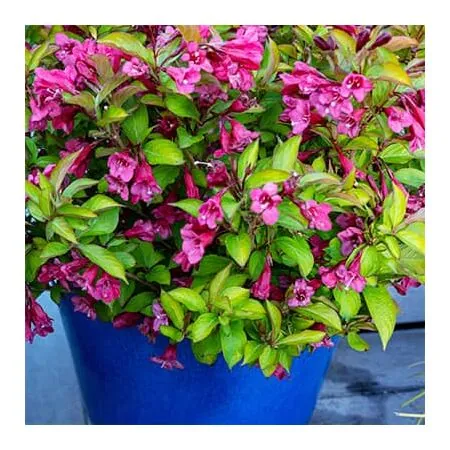 Weigela Prism Sunset WEB