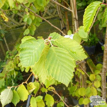 Buy Alnus incana Aurea at Jacksons Nurseries