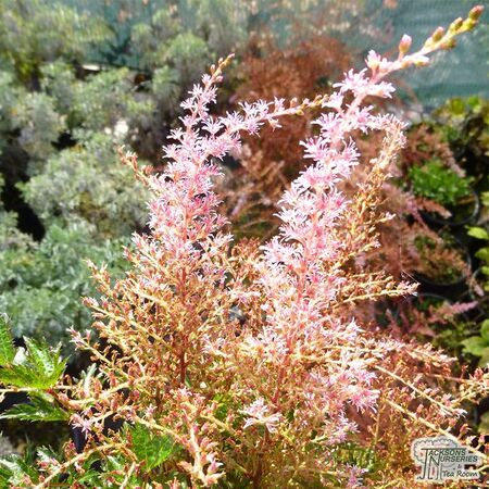 Buy Astilbe simplicifolia ‘Sprite’ online from Jacksons Nurseries.