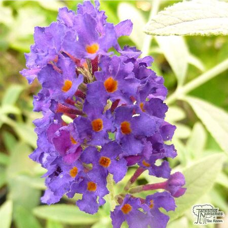 Buy Buddleja davidii 'Black Knight' (Butterfly Bush (Buddleja)) online from Jacksons Nurseries