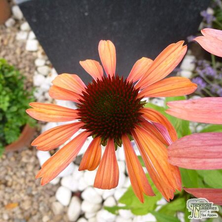 Buy Echinacea Art's Pride (Coneflower) online from Jacksons Nurseries.