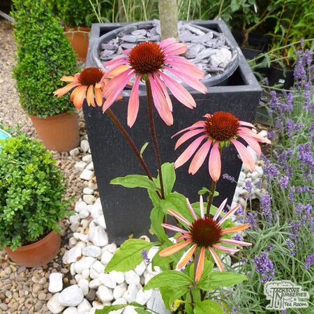 Buy Echinacea Art's Pride (Coneflower) online from Jacksons Nurseries.