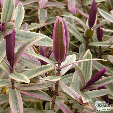 Buy Hebe Lady Ann online from Jacksons Nurseries