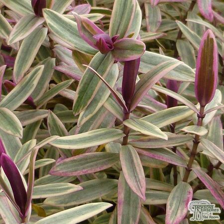 Buy Hebe Lady Ann online from Jacksons Nurseries