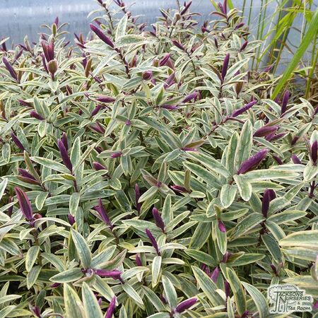 Buy Hebe Lady Ann online from Jacksons Nurseries