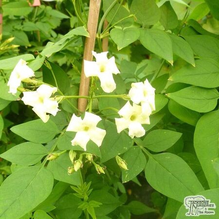 Buy Jasminum officinale 'Devon Cream' (Jasmine ‘Devon Cream’) online from Jacksons Nurseries