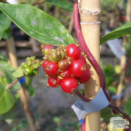 Lonicera periclymenum 'Scentsation' - Jacksons Nurseries