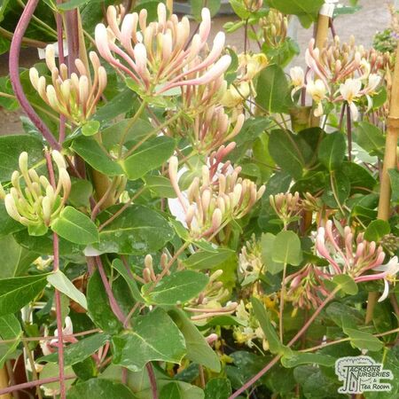 Buy Lonicera x americana online from Jacksons Nurseries