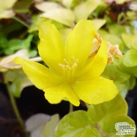 Buy Lysimachia nummularia 'Aurea' at Jacksons Nurseries