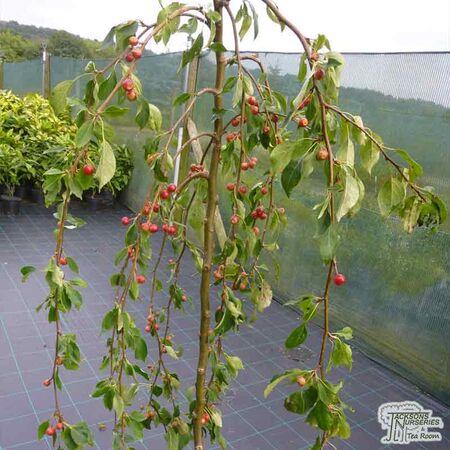Buy Malus x scheideckeri Red Jade (Weeping Crab Apple) online from Jacksons Nurseries