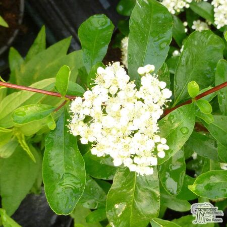 Pyracantha Saphyr Jaune 'Cadaune' - Jacksons Nurseries