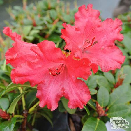 Buy Rhododendron ‘Axel Olsen’