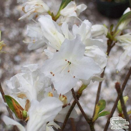 Azalea Diamond White 4