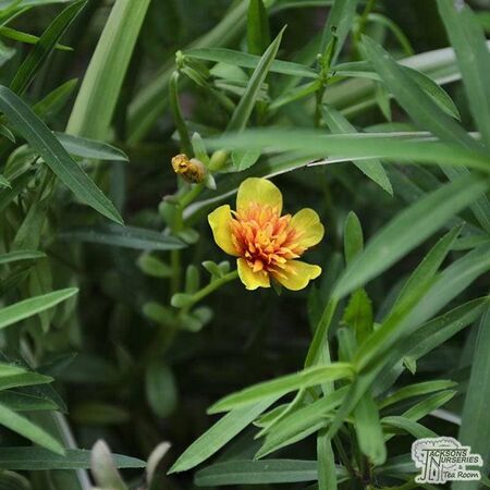 Buy Artemisia dracunculodies (Tarragon) online from Jacksons Nurseries