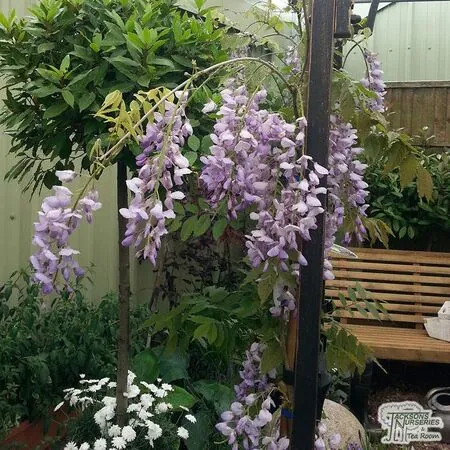 Buy Wisteria sinensis Blue Sapphire at Jacksons Nurseries