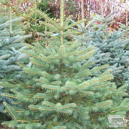 Buy Abies Nordmanniana online from Jacksons Nurseries