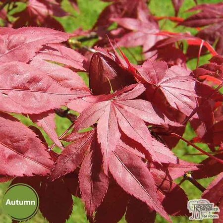Buy Acer palmatum Atropurpurea (Japanese Maple) online from Jacksons Nurseries