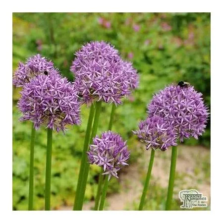 Buy Allium - Purple Sensation (Bulbs) in the UK