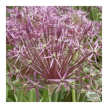 Buy Allium - Christophii (Bulbs) in the UK