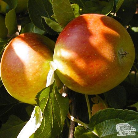 Buy Family Apple Tree online from Jacksons Nurseries