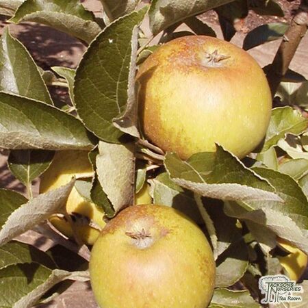 Buy Family Apple Tree online from Jacksons Nurseries