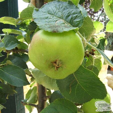 Buy Family Apple Tree online from Jacksons Nurseries