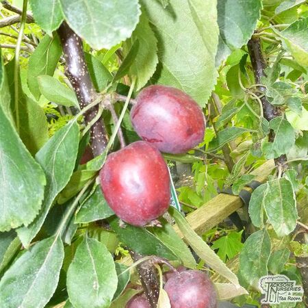 Buy Apple - Malus domestica 'Maypole' online from Jacksons Nurseries