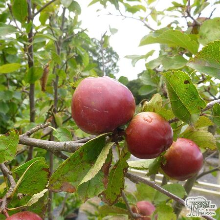 Buy Family Apple Tree online from Jacksons Nurseries