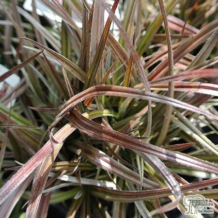 Buy Astelia nervosa 'Red Devil' (Bush Flax) online from Jacksons Nurseries.