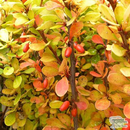 Buy Berberis thunbergii ‘Orange Rocket’ (Japanese barberry) online from Jacksons Nurseries. Guaranteed best value plants, low plant prices with fast UK delivery.