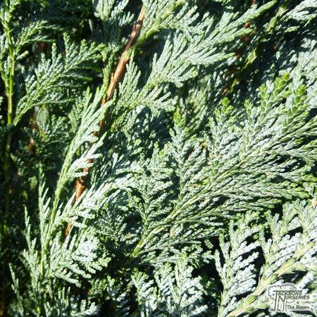 Buy Chamaecyparis lawsoniana 'Pelt's Blue' online from Jacksons Nurseries