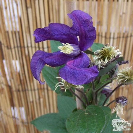 Buy Clematis Blue Pirouette online from Jacksons Nurseries