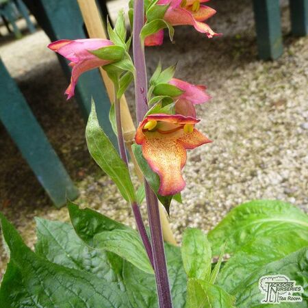 Buy Digitalis ‘Illumination Flame’ (Foxgloves) online from Jacksons Nurseries.
