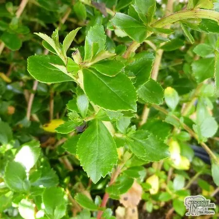 Buy Escallonia Peach Blossom (Escallonia) online from Jacksons Nurseries
