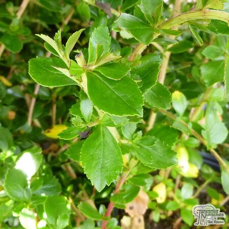 Buy Escallonia Peach Blossom (Escallonia) online from Jacksons Nurseries