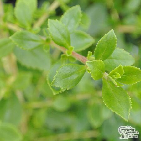 Buy Escallonia Apple Blossom (Escallonia) online from Jacksons Nurseries