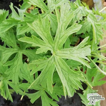 Buy Geranium pratense 'Plenum Album' (Meadow Cranesbill) online from Jacksons Nurseries. Guaranteed best value plants, low plant prices with fast UK delivery.