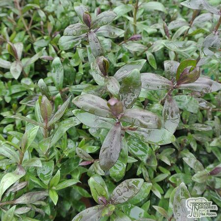 Buy Hebe Black Beauty online from Jacksons Nurseries