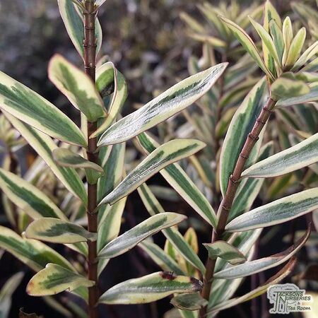 Buy Hebe ‘Eyecatcher’ online from Jacksons Nurseries