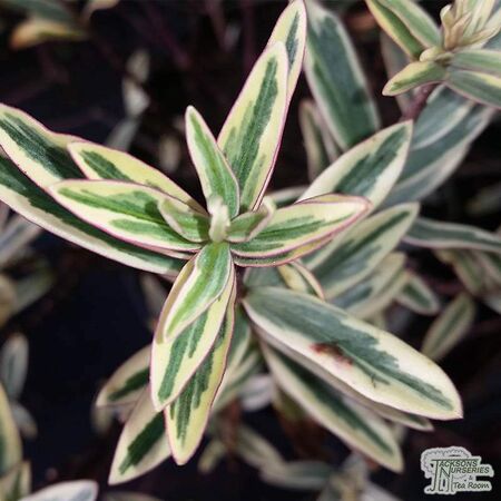 Buy Hebe ‘Eyecatcher’ online from Jacksons Nurseries