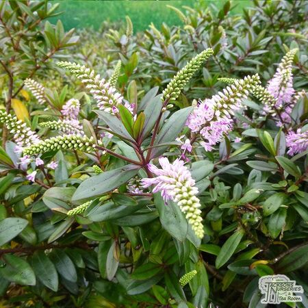 Buy Hebe ‘Pink Candy’(Shrubby Veronica) online from Jacksons Nurseries.