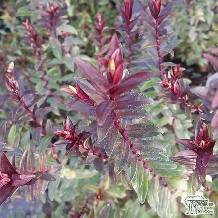 Buy Hebe ‘Purple Princess’ (Shrubby Veronica) online from Jacksons Nurseries.