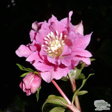 Buy Helleborus ‘Double Queen Mixed’ (Lenten rose) online from Jacksons Nurseries.