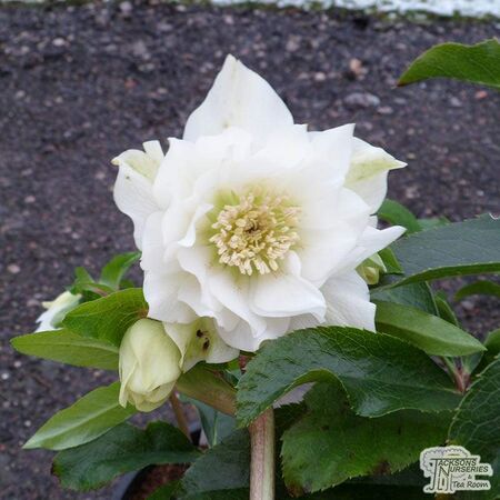 Buy Helleborus ‘Double Queen Mixed’ (Lenten rose) online from Jacksons Nurseries.